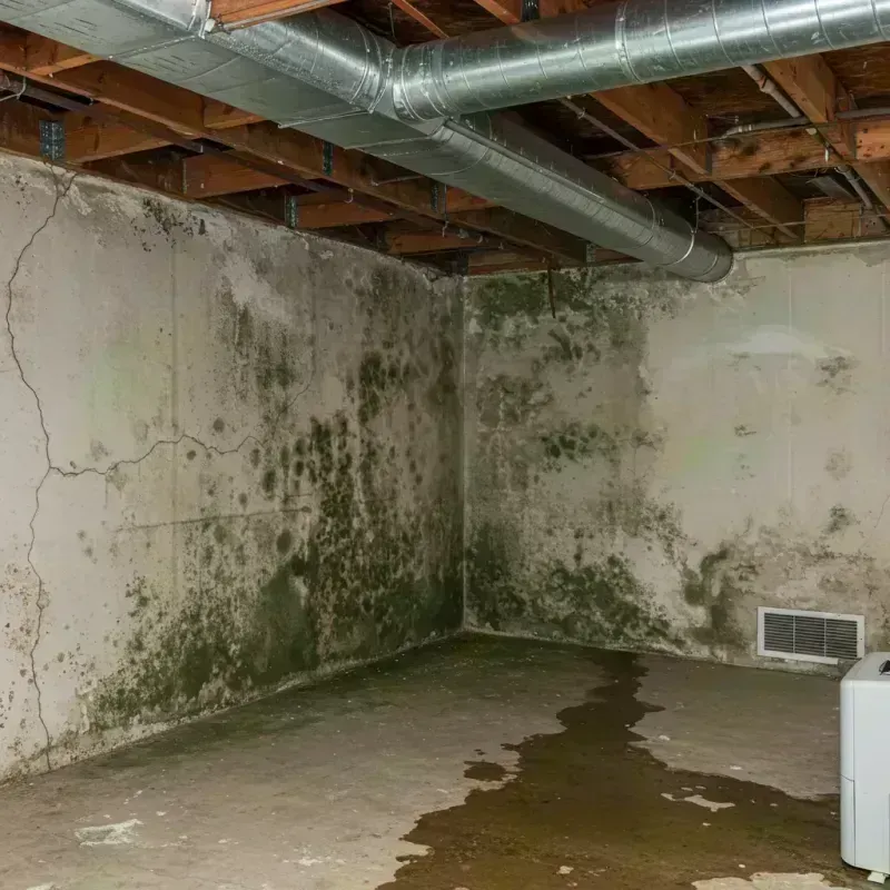 Professional Mold Removal in Plano, IL